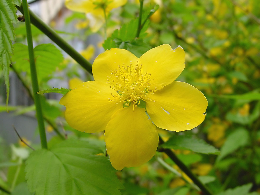 dsc07519_yellow_flower.jpg