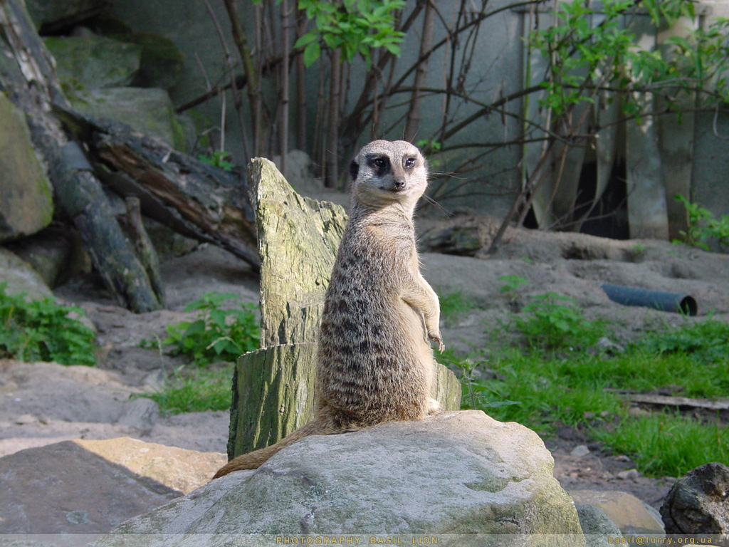 meerkat