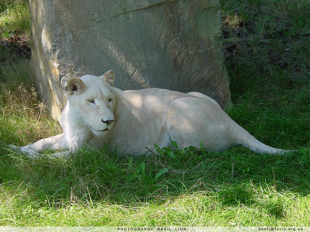 snow-white beauty... =^.^=