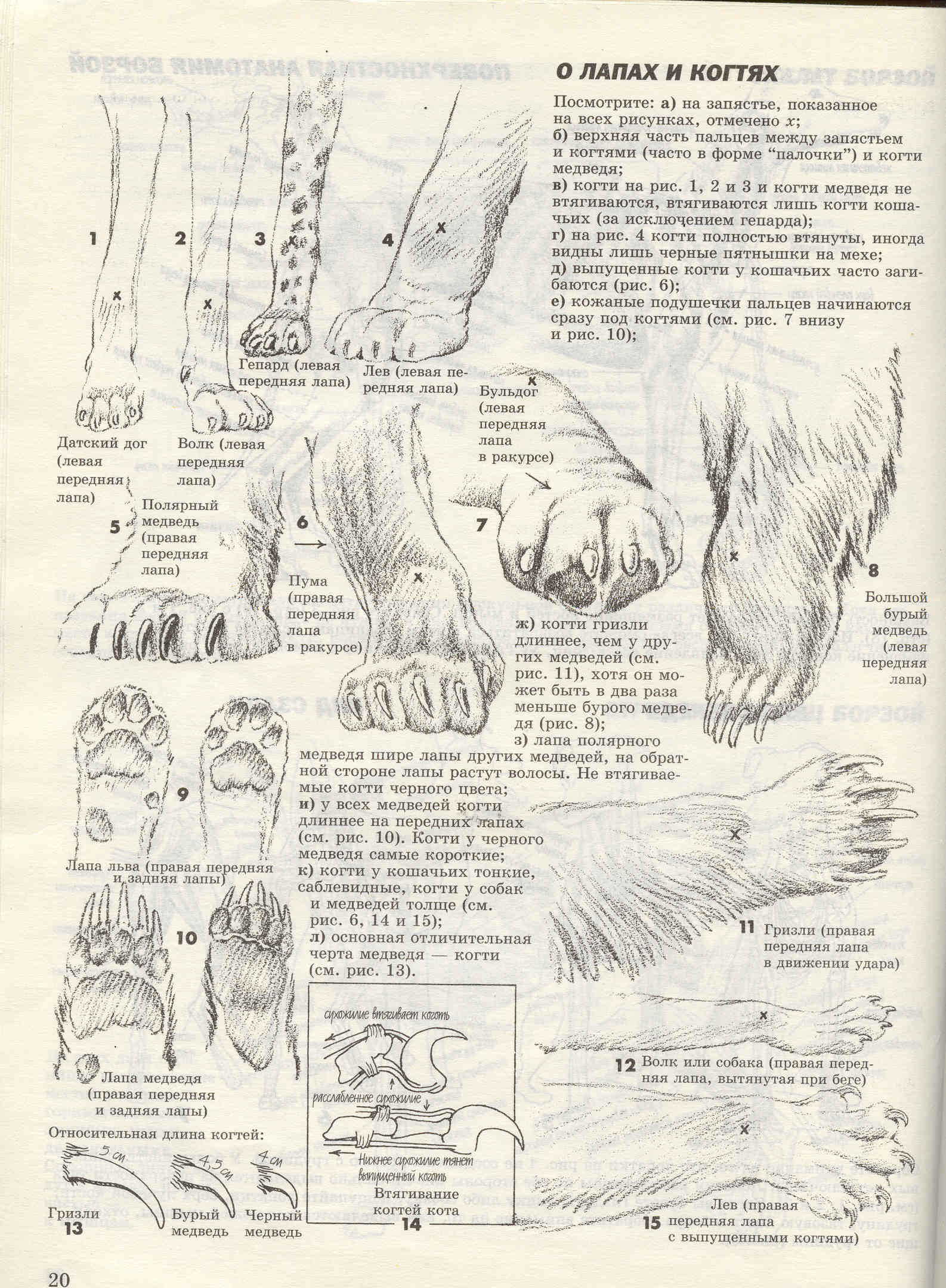 О лапах и когтях.