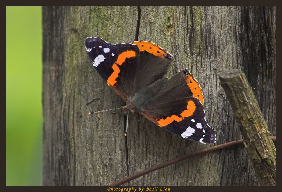 Butterflies - Flowers of the Sky