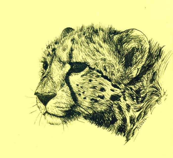 KivCheetahSketch.jpg