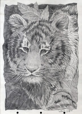 kotenok_gaff_tiger_pencil_s.jpg