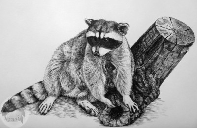 KivRaccoon.jpg