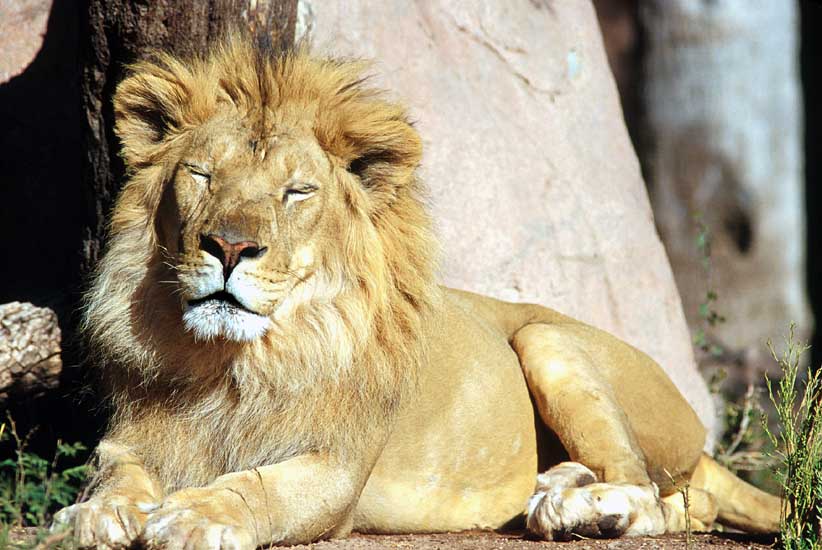 African_Lion4-by_Shirley_Curtis.jpg