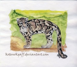 kotty_clouded_leopard.jpg