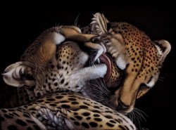 cheetah_snuggle_by_heatherzart-d34g2a1.jpg